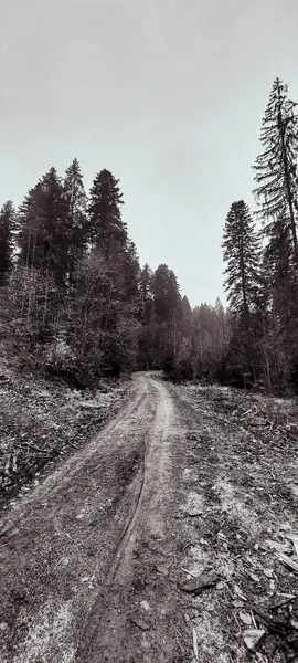Ağaçlar ve ormanlarla dolu güzel sonbahar manzarası