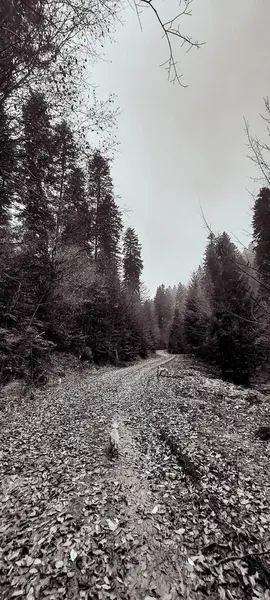 Ağaçlı ve ormanlı güzel sonbahar manzarası
