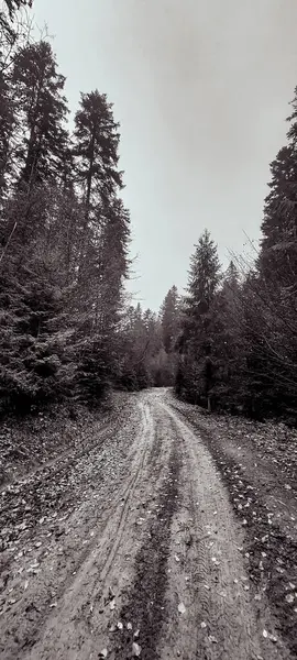 Ağaçlar ve çalılarla çevrili ormandaki boş bir yolun dikey görüntüsü.