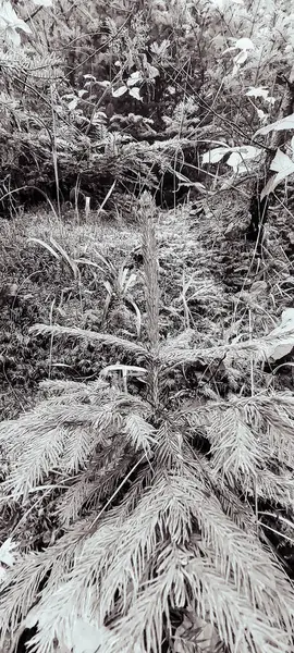 Karda çam ağacı dalları, doğa ve bitki örtüsü