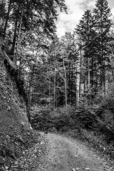 Ormanlı bir dağ yolunun siyah beyaz resmi