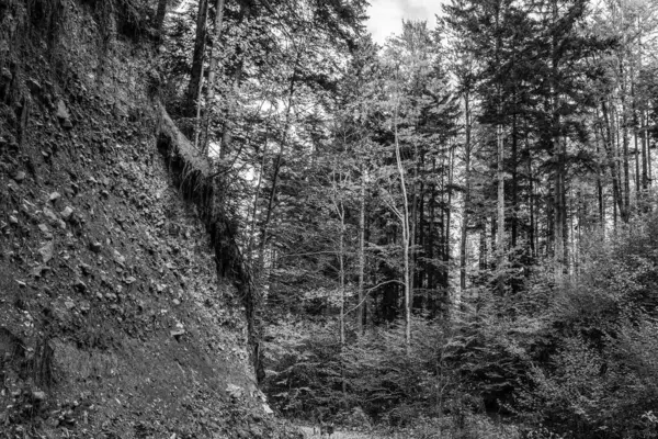 Ormanın siyah beyaz fotoğrafı.