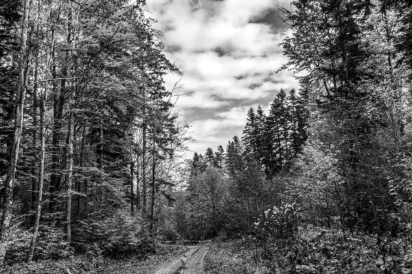 Rusya 'daki ormanın siyah beyaz fotoğrafı.
