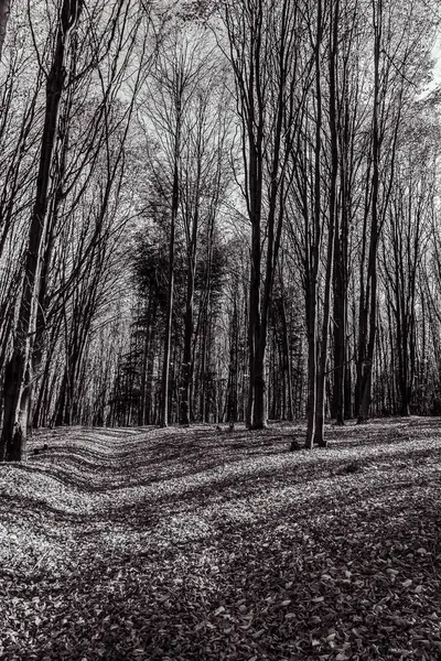 ormanda ağaçların güzel manzara