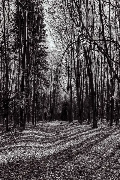 Şehirdeki güzel sonbahar parkı