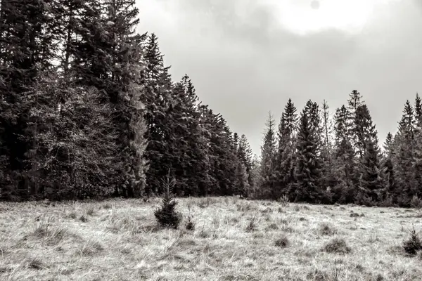 Güzel bir çam ormanının siyah beyaz resmi