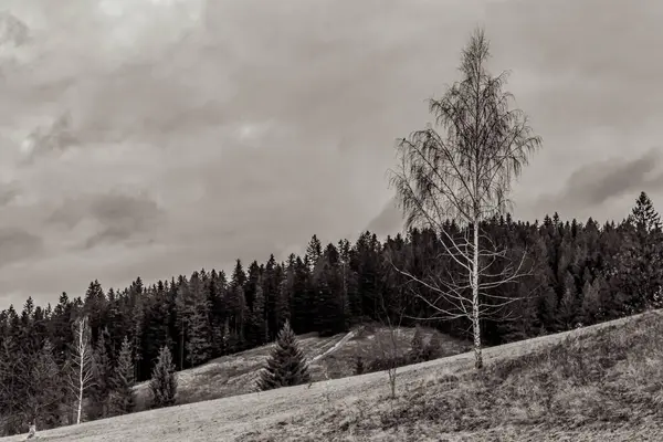 bir dağın siyah ve beyaz manzarası