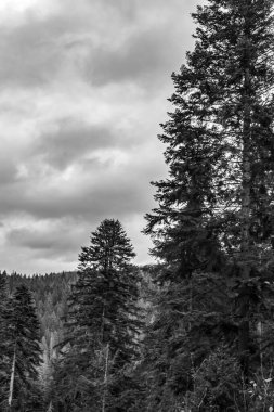 Ormanda çam kozalaklı ağaçların gri tonlu görüntüsü.