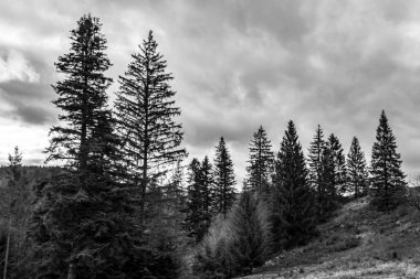 Ağaçların ve ormanın siyah beyaz fotoğrafı