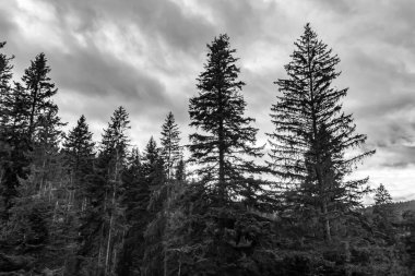Dağlardaki çam ağacı ormanının siyah beyaz fotoğrafı