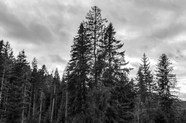 Dağlardaki ağaçların siyah beyaz fotoğrafı