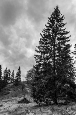 Dağlardaki bir çam ağacının siyah beyaz fotoğrafı