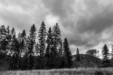 Ormandaki ağaçların alçak açılı görüntüsü.