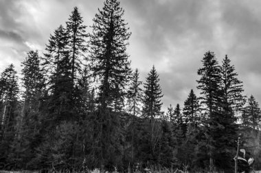 Ağaçlar ve karla kaplı güzel kış manzarası