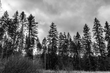 Ormanda siyah beyaz bulutlar