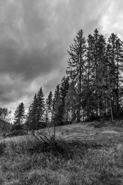 Ormandaki bir ağacın üzerinde kara bulutlar.