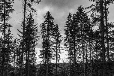 Çam ormanının kenarındaki ağaçlar