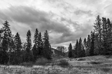 Kanada 'da bir orman üzerinde siyah beyaz bulutlar