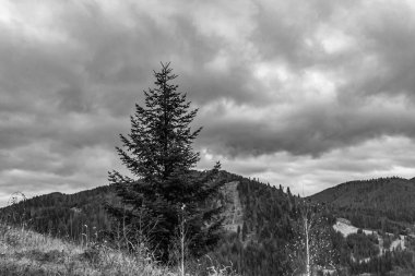 Ormandaki dağlık bir bölgede ağaçların dikey görüntüsü.