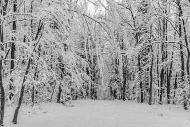 Kışın karlı bir orman