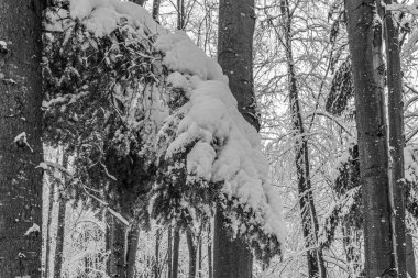 Kış Ormanında Karla Kaplanmış Ağaçlar