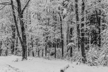Kış manzarası. Karlı bir orman, karla kaplı bir ağaç.