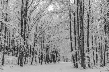 Parktaki karlı bir ormanın dikey görüntüsü.