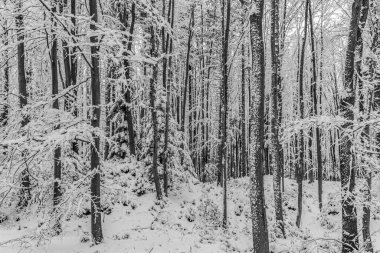 Kar- kışın ormandaki ağaçlar