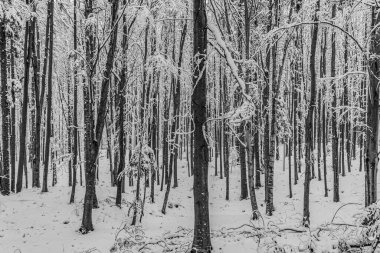 Kış karla kaplı orman.