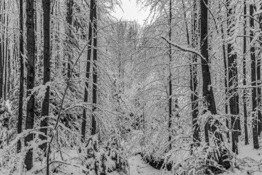 Karla kaplı ağaçlarla kaplı kış ormanı