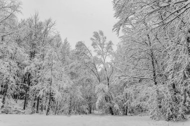 Parkta karla kaplı ağaçlar