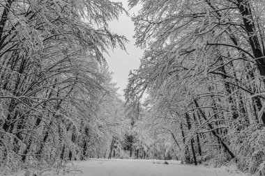 Kış karla kaplı orman