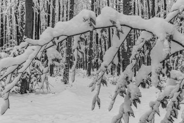 Kış parkında karla kaplı ağaç, yakın - yakın -
