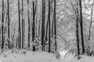 Yolu olan bir kış ormanı.