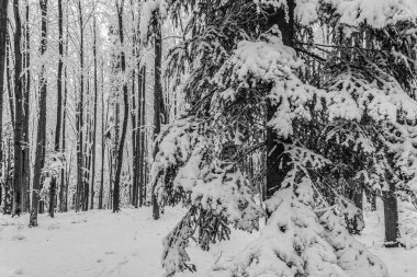 Kışın karla kaplı çam ormanı