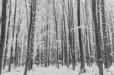 Çam ormanındaki karlı kış ormanı. yüksek kaliteli fotoğraf