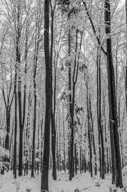Kara ve beyaz kar ormanları