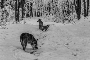 Ormanda bir grup siyah beyaz köpek.