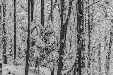 Orman, Karpatlar, Doğa Fotoğrafları - Avrupa, Doğu Avrupa, Romanya 