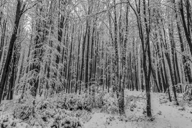 Karlı ve ağaçlı güzel bir kış ormanı
