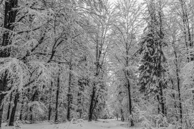 Güzel kış manzarası. Kış günü karlı ormanda.