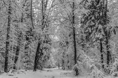 Karda kış ormanı manzarası.