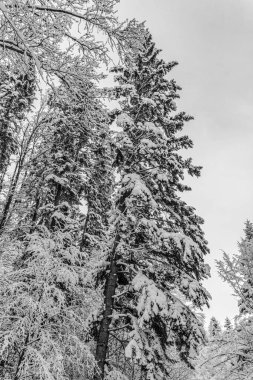 Kış ormanı karla kaplı