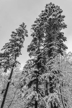 Karlı ve ağaçlı kış ormanı