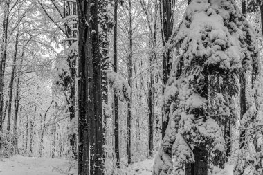 Karla kaplı ağaçlarla kaplı güzel kış manzarası