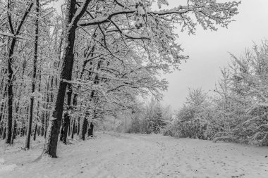Kışın karla kaplı uzun ağaçlarla kaplı kış ormanı
