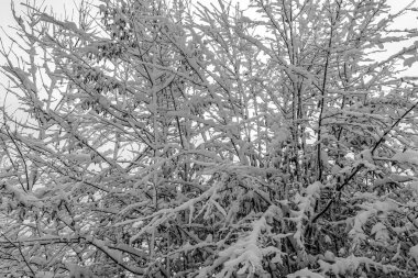 Kış ağaçlarının dalları kışın karla kaplıdır.