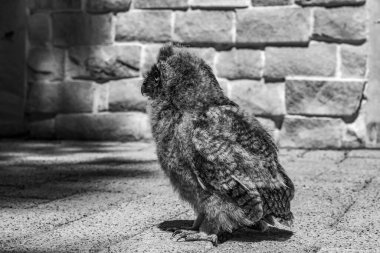 Hayvanat bahçesindeki güzel bir kuş görüntüsü.