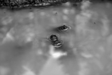 Su yüzeyine yakın çekim.