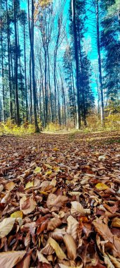 sonbahar güneşli bir gün ormanda